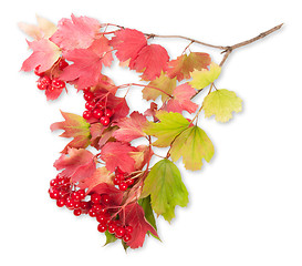 Image showing Viburnum On A Branch With Leaves