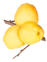 Image showing Ripe Quince On Branch