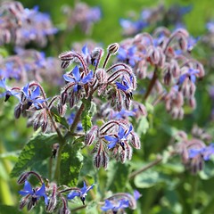 Image showing Borage