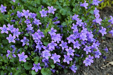 Image showing Bluebell flowers 