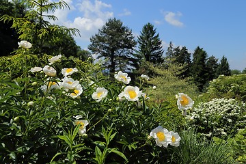 Image showing Blooming peonies