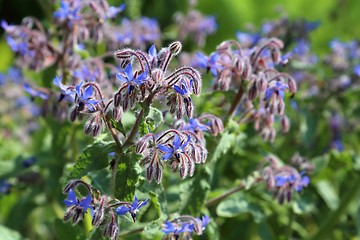 Image showing Borage