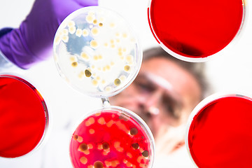 Image showing Senior life science researcher grafting bacteria.