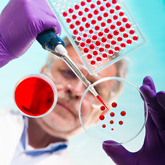 Image showing Senior life science researcher grafting bacteria.