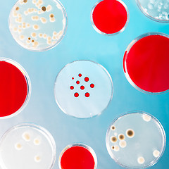 Image showing Pattern of petri dishes.