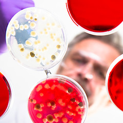 Image showing Senior life science researcher grafting bacteria.