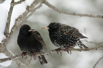 Image showing starlings