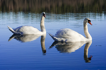 Image showing swans