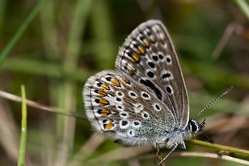 Image showing blue winged butterfly