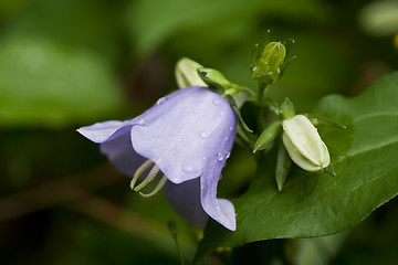 Image showing bluebell after rain