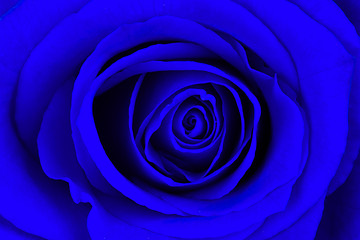 Image showing Close-up of a bright blue rose