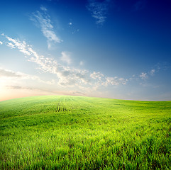 Image showing Green grass on field