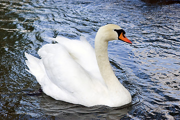 Image showing Swan