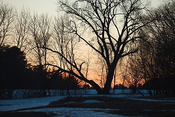 Image showing Bare trees