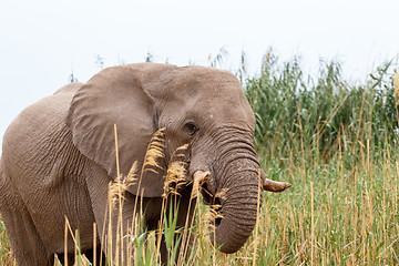 Image showing African Elephant in Etosha national Park