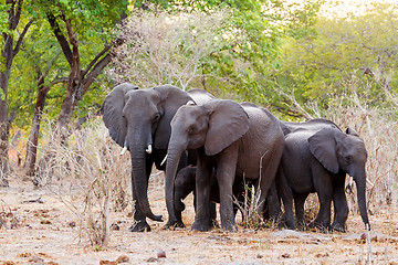 Image showing A herd of African elephants drinking at a muddy waterhole