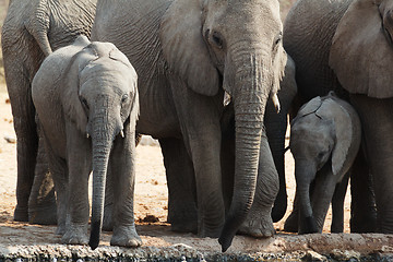 Image showing A herd of African elephants drinking at a muddy waterhole