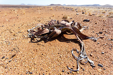 Image showing Welwitschia mirabilis, Amazing desert plant, living fossil