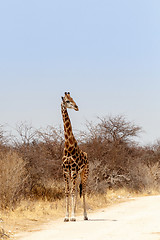 Image showing adult giraffe on the road