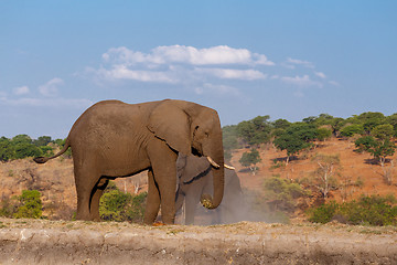 Image showing African Elephant in Chobe National Park