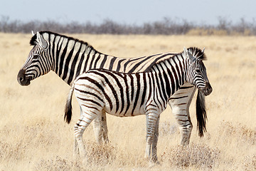 Image showing Zebra foal with mother in african bush