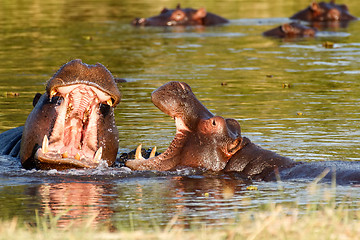 Image showing Two fighting young male hippopotamus Hippopotamus