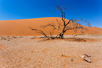 Image showing Dune 45 in sossusvlei Namibia with dead tree