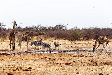 Image showing Giraffa camelopardalis and zebras drinking on waterhole