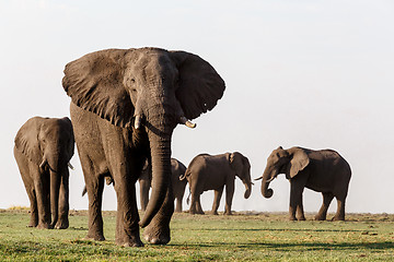 Image showing African Elephant in Chobe National Park