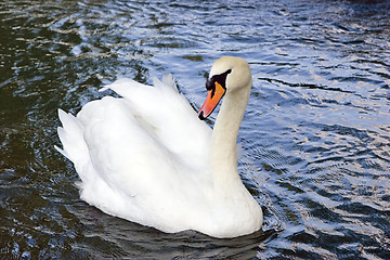 Image showing Swan