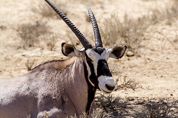 Image showing close up portrait of Gemsbok, Oryx gazella