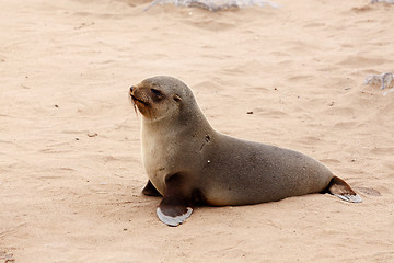 Image showing Small sea lion - Brown fur seal in Cape Cross, Namibia