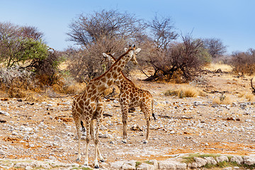 Image showing two Giraffa camelopardalis near waterhole