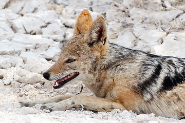 Image showing black-backed jackal (Canis mesomelas) lying in Etosha park