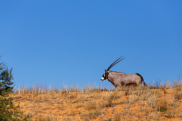 Image showing Gemsbok, Oryx gazella on sand dune