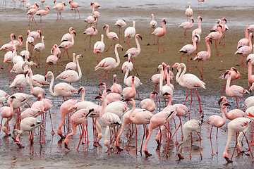 Image showing Rosy Flamingo colony in Walvis Bay Namibia