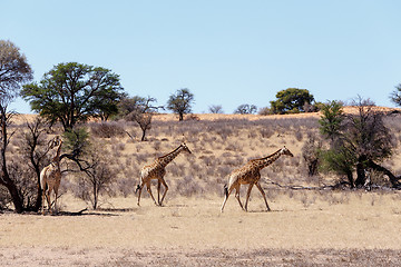 Image showing Giraffa camelopardalis in african bush