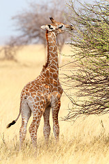 Image showing Young cute giraffe in Etosha national Park