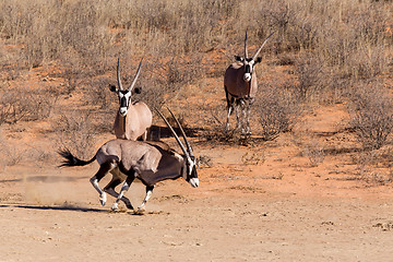 Image showing Gemsbok, Oryx gazella running