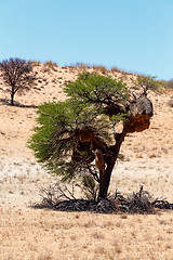 Image showing African masked weaver big nest on tree