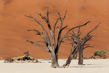 Image showing beautiful landscape of Hidden Vlei in Namib desert 