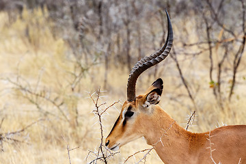 Image showing Portrait of Springbok Antidorcas marsupialis