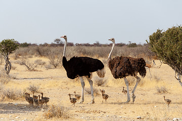 Image showing Family of Ostrich with chickens, Struthio camelus, in Namibia
