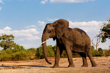 Image showing African Elephant in Chobe National Park