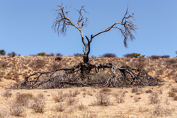 Image showing Lonely dead tree in an arid landscape