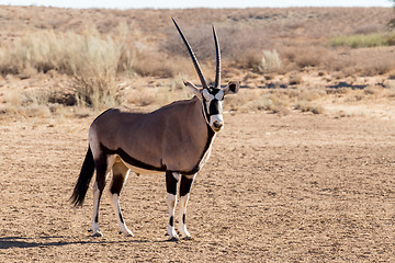 Image showing portrait of Gemsbok, Oryx gazella