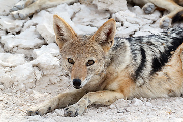 Image showing black-backed jackal (Canis mesomelas) lying in Etosha park