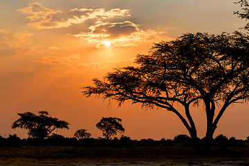 Image showing African sunset with tree in front