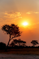 Image showing African sunset with tree in front