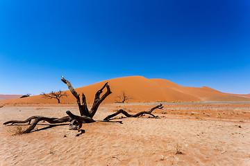 Image showing Dune 45 in sossusvlei Namibia with dead tree